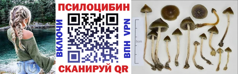 Галлюциногенные грибы Psilocybine cubensis  купить наркотики сайты  Хадыженск 